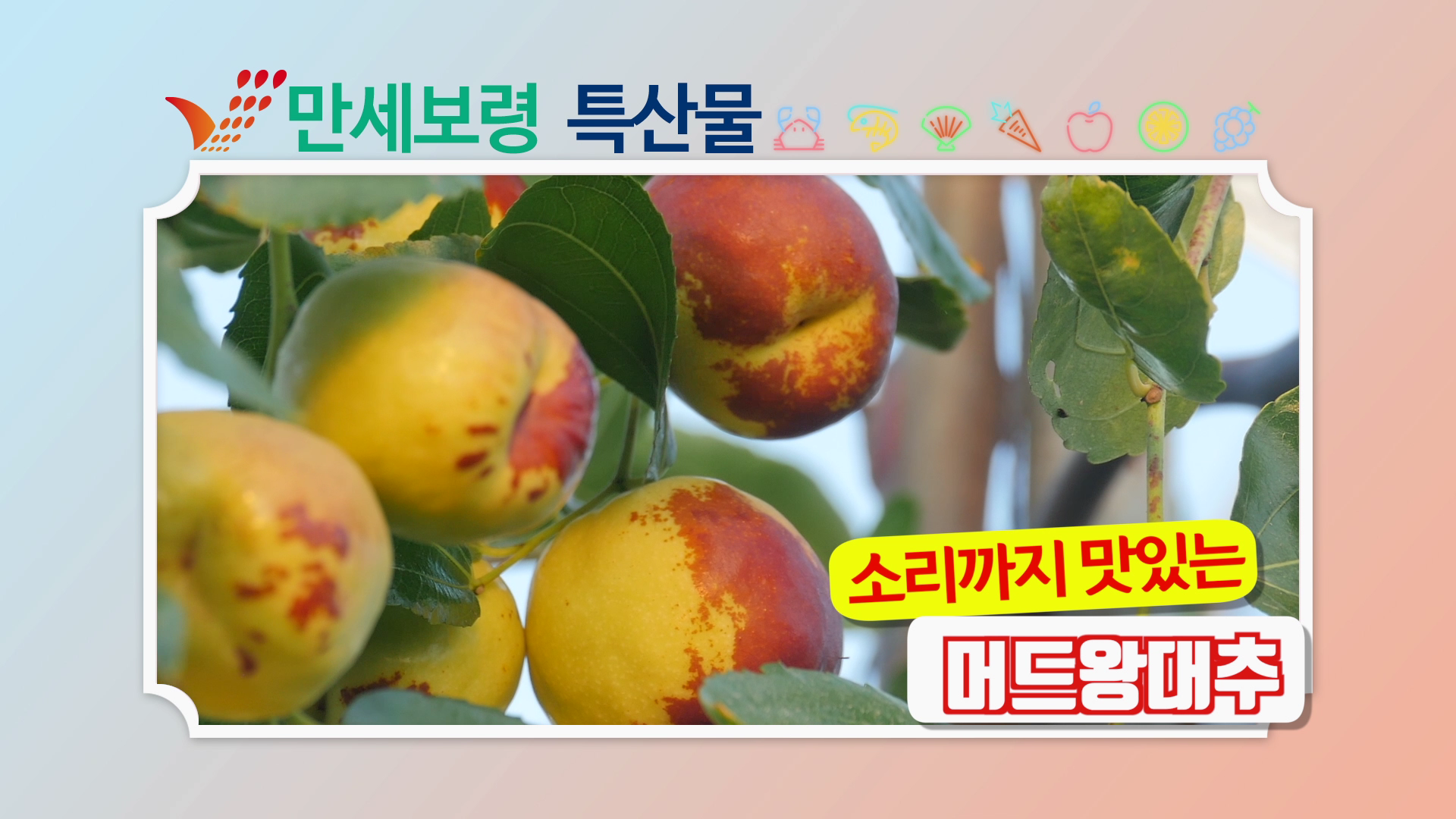 아삭아삭 머드왕대추